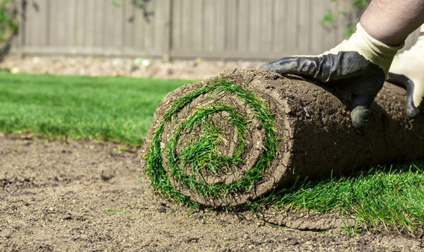 Sod Replacement or Repair