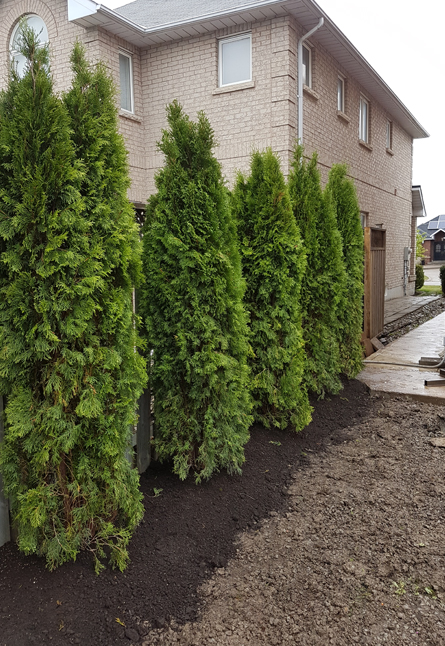 Spring Cleanup & Lawn Cutting At Its Best!