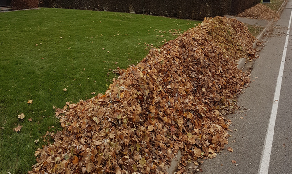 Spring & Fall Cleanup